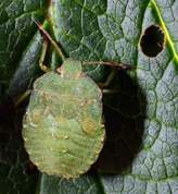 Green shield bug nymph